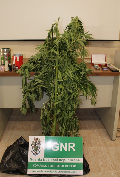 Apreensão-Cannabis-em-Algoz-GNR