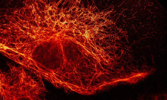 Filamentos internos de uma célula revelados por microscopia de fluorescência
