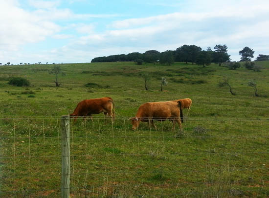 Vacas a pastar em zona interdita - foto de sábado, dia 28 de fevereiro