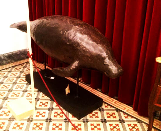 Manatim em exibição na Galeria de Zoologia do Museu da Ciência de Coimbra