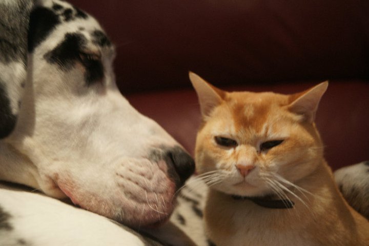 cão e gato