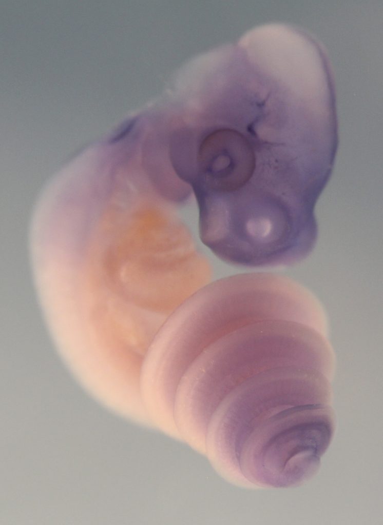 embrião de cobra