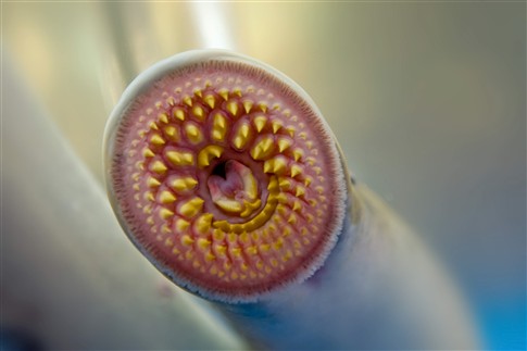 Investigadores portugueses descobrem três novas espécies de lampreias