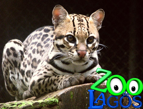 Lagos Zoo has hosted an Ocelot and the number of cats increases