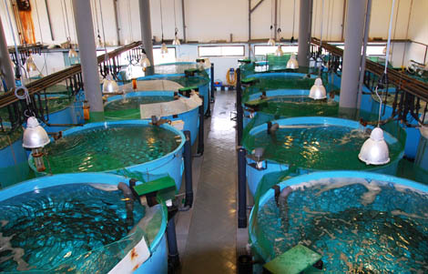 Aquacultura