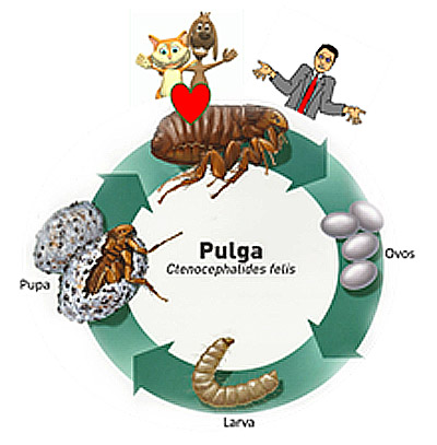 Dog and cat flea life cycle