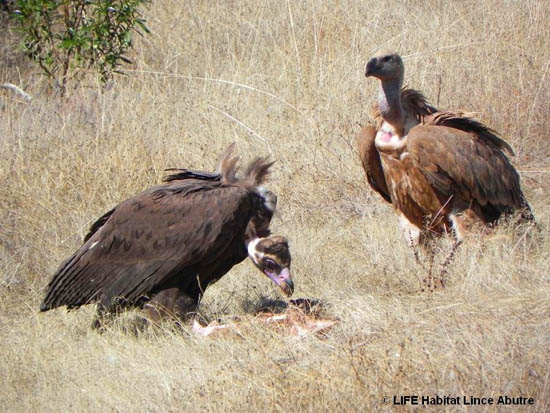 black vulture1