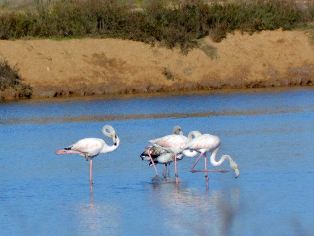 Flamingos na Ria Formosa