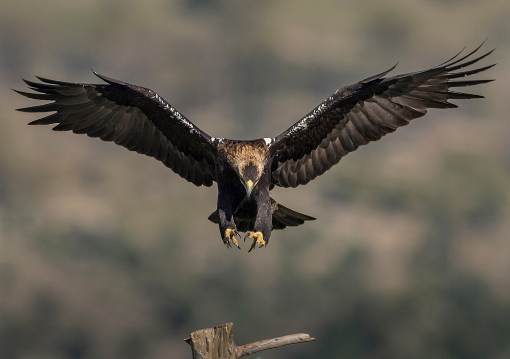 eagle-imperial-iberica-JosePesquero