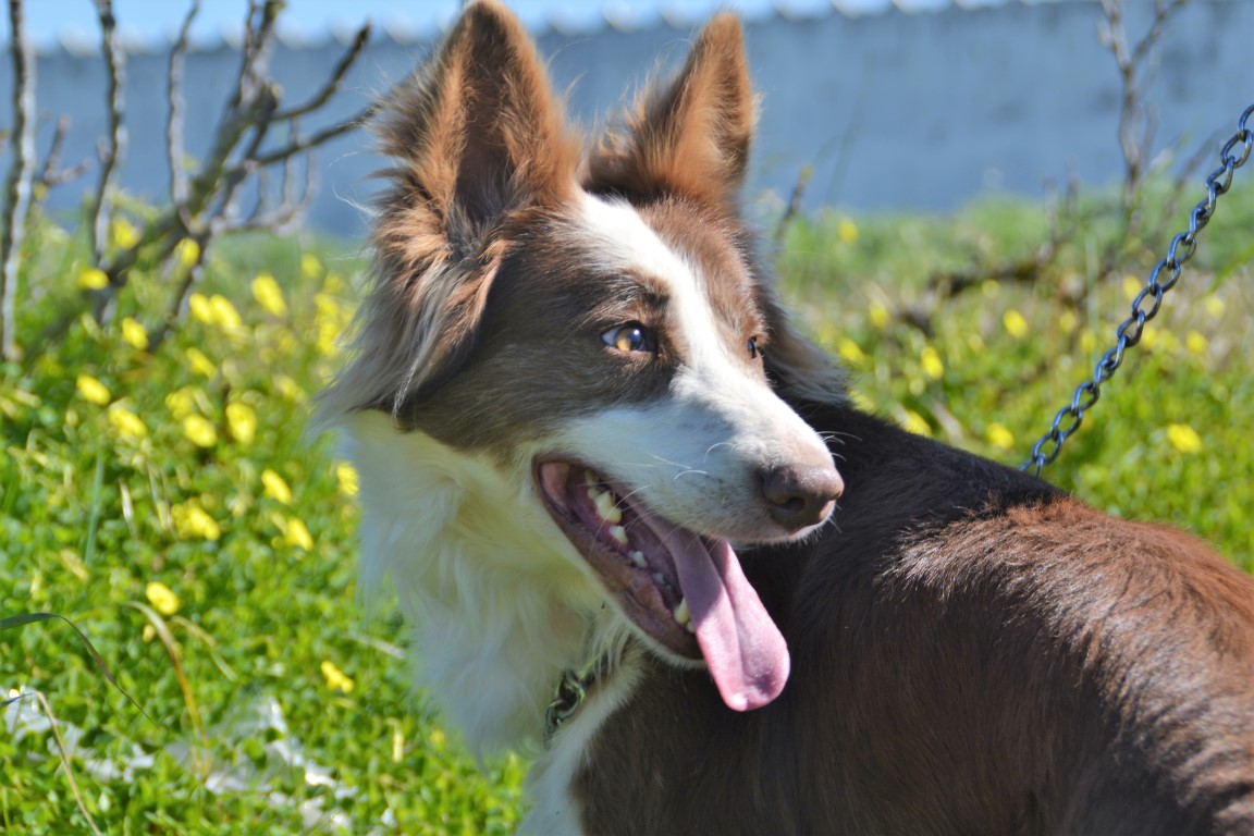Algarvian Barrocal Dog (6) (Medium)