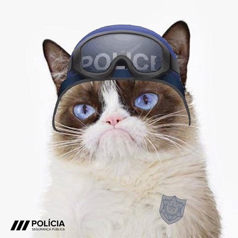 gato policial