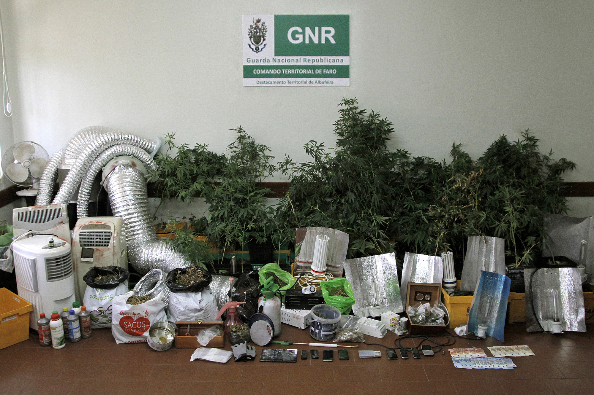 GNR Faro - Estufa de cannabis