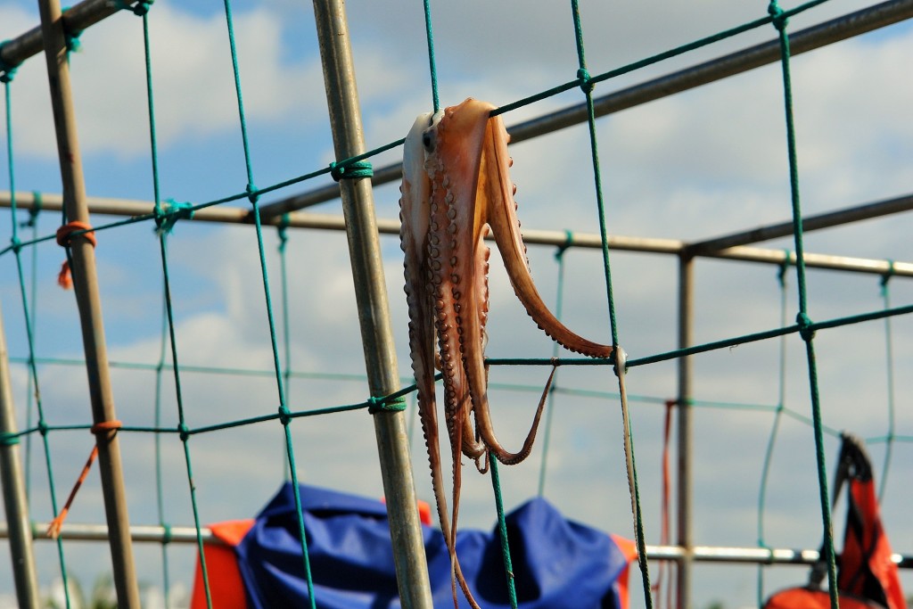 Octopus_staluzia