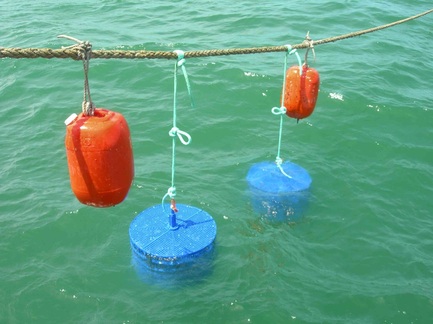 aquacultura offshore