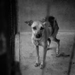 Sul Informação - Portimão: EMARP acolhe exposição fotográfica em prol do bem estar animal