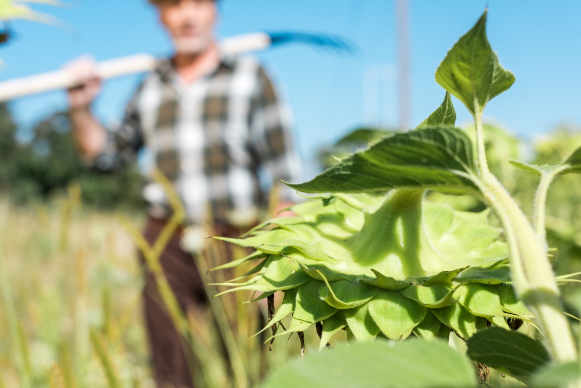 Sul Informação - Ministro critica anterior Governo por não ter orçamentado 100 milhões para agricultores