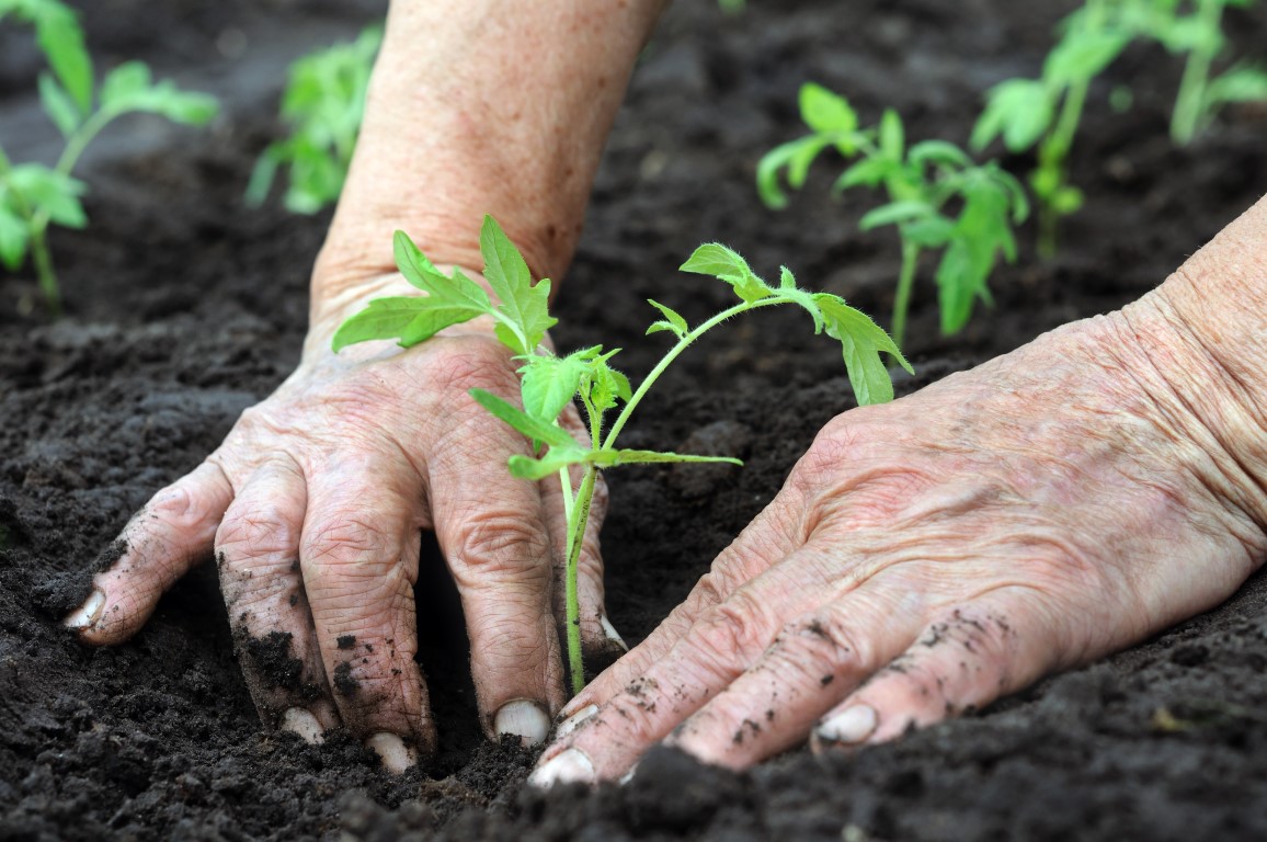 Sul Informação - Posto Agrário de Tavira recebe ação de sensibilização em agricultura e produção biológica