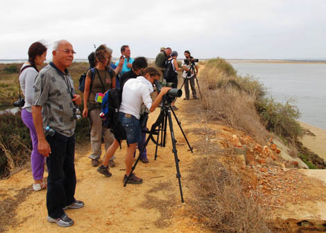Sul Informação - Sábado é dia de observação de aves na Ria de Alvor
