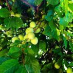 Sul Informação - Algarve vai ter novas coleções de fruteiras tradicionais e toda a ajuda é preciosa