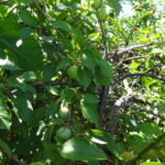 Sul Informação - Algarve vai ter novas coleções de fruteiras tradicionais e toda a ajuda é preciosa
