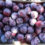 Sul Informação - Algarve vai ter novas coleções de fruteiras tradicionais e toda a ajuda é preciosa