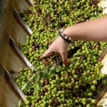 Sul Informação - No Alentejo, há quem mantenha a tradição de «produzir dos melhores azeites do mundo»
