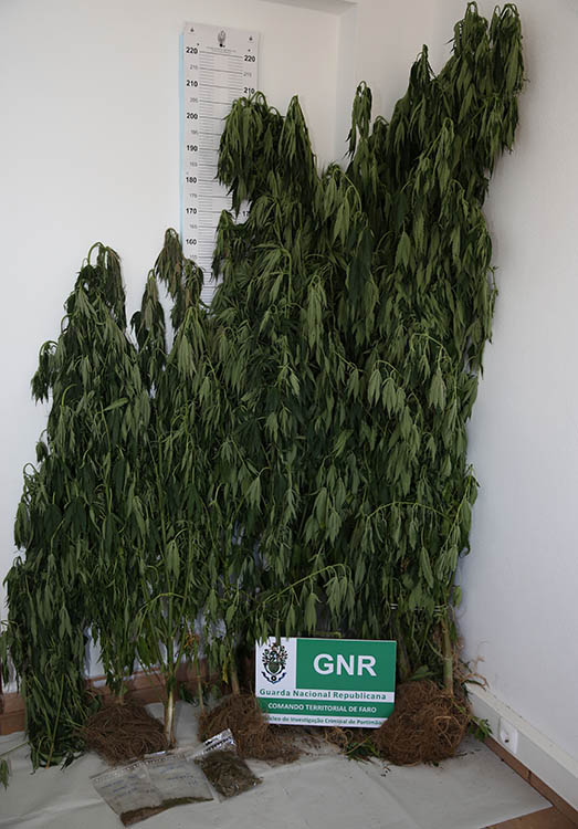 Sul Informação - GNR detém homem suspeito de manter plantação de cannabis na Serra de Monchique