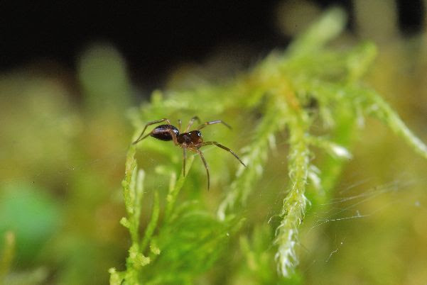 Sul Informação - Novos dados sobre a atual extinção de insetos