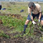 Sul Informação - 200 jovens escuteiros e bombeiros arrancaram toneladas de chorão das dunas de Alvor