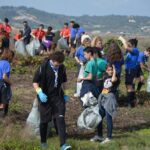 Sul Informação - 200 jovens escuteiros e bombeiros arrancaram toneladas de chorão das dunas de Alvor