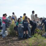 Sul Informação - 200 jovens escuteiros e bombeiros arrancaram toneladas de chorão das dunas de Alvor