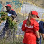 Sul Informação - 200 jovens escuteiros e bombeiros arrancaram toneladas de chorão das dunas de Alvor