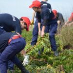 Sul Informação - 200 jovens escuteiros e bombeiros arrancaram toneladas de chorão das dunas de Alvor