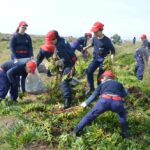 Sul Informação - 200 jovens escuteiros e bombeiros arrancaram toneladas de chorão das dunas de Alvor