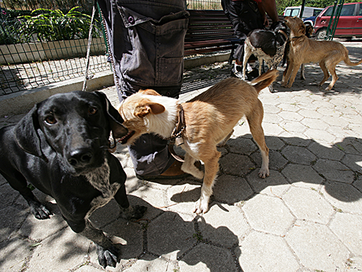 Sul Informação - Câmara de Lagos reforça apoio a associação para a proteção dos animais