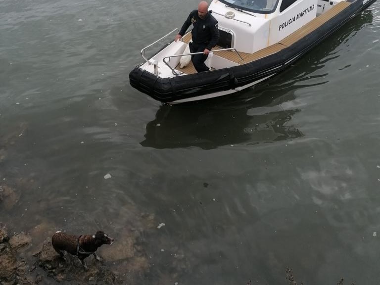 Sul Informação - Resgatado cão que caiu à água na zona ribeirinha de Portimão