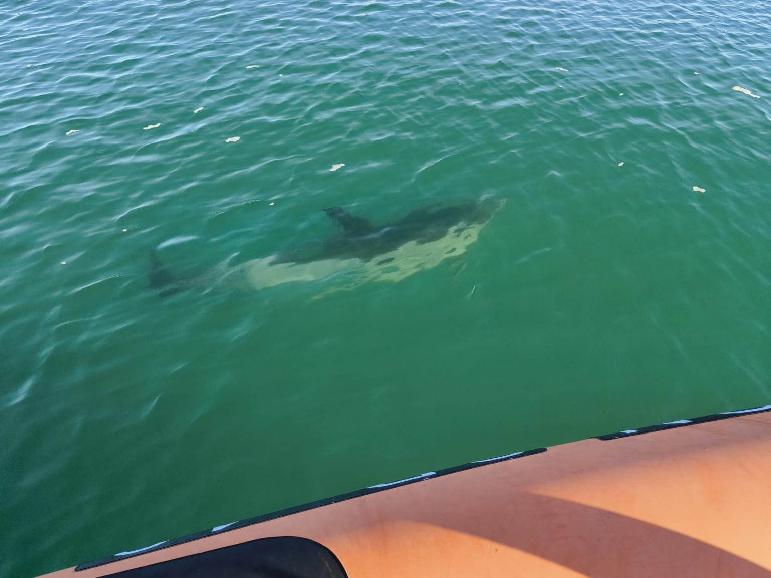 Sul Informação - Golfinho resgatado na ria de Alvor