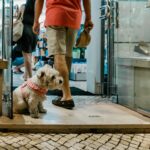 Sul Informação - Fotogaleria: Street Fest voltou à Baixa de Faro e levou com ele animação e muita gente