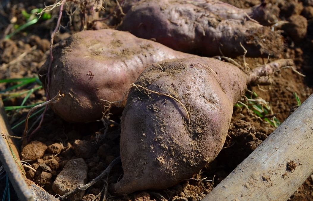 Sul Informação - Aljezur atribui apoio de 6 mil euros à Associação de Produtores de Batata-Doce