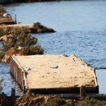 Sul Informação - Oásis de nidificação ajudaram a aumentar sucesso reprodutivo de aves na Ria Formosa