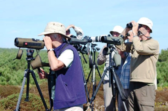 Sul Informação - Festival de Observação de Aves de Sagres volta de 2 a 5 de outubro