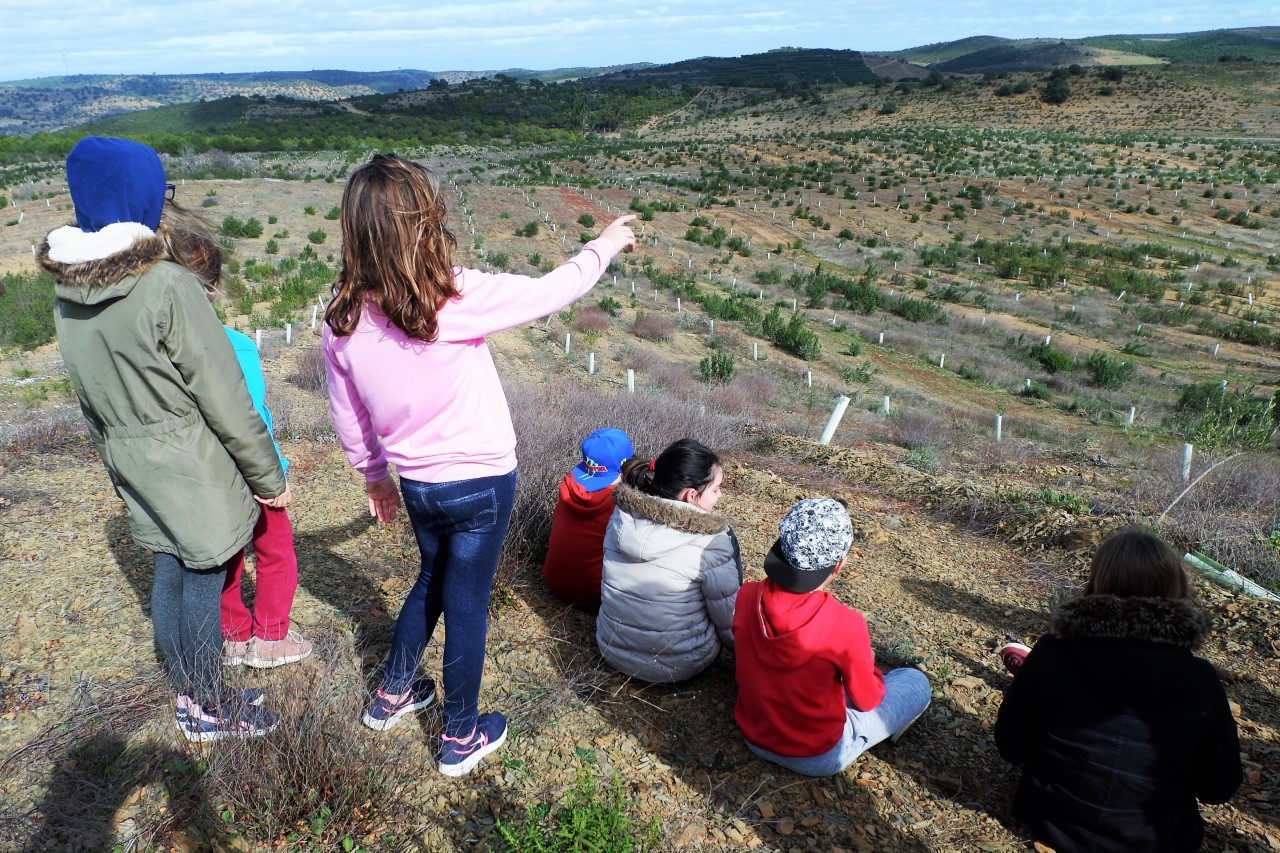 Sul Informação - Esta sala de aula tem muitas oliveiras e até colmeias