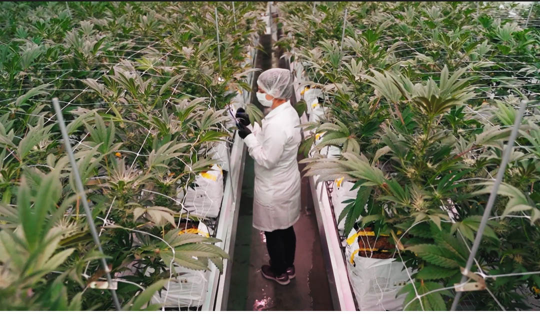 Sul Informação - Empresa algarvia vai cultivar 10 hectares de canábis para fins medicinais em Castro Marim