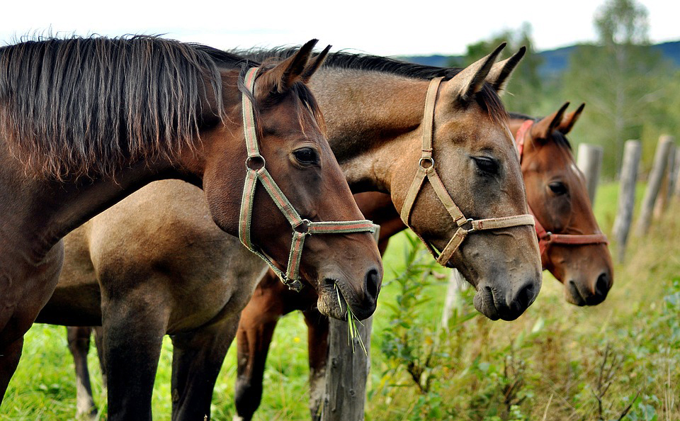 Sul Informação - Hasta pública de 12 cavalos abandonados em Lagos está marcada para amanhã