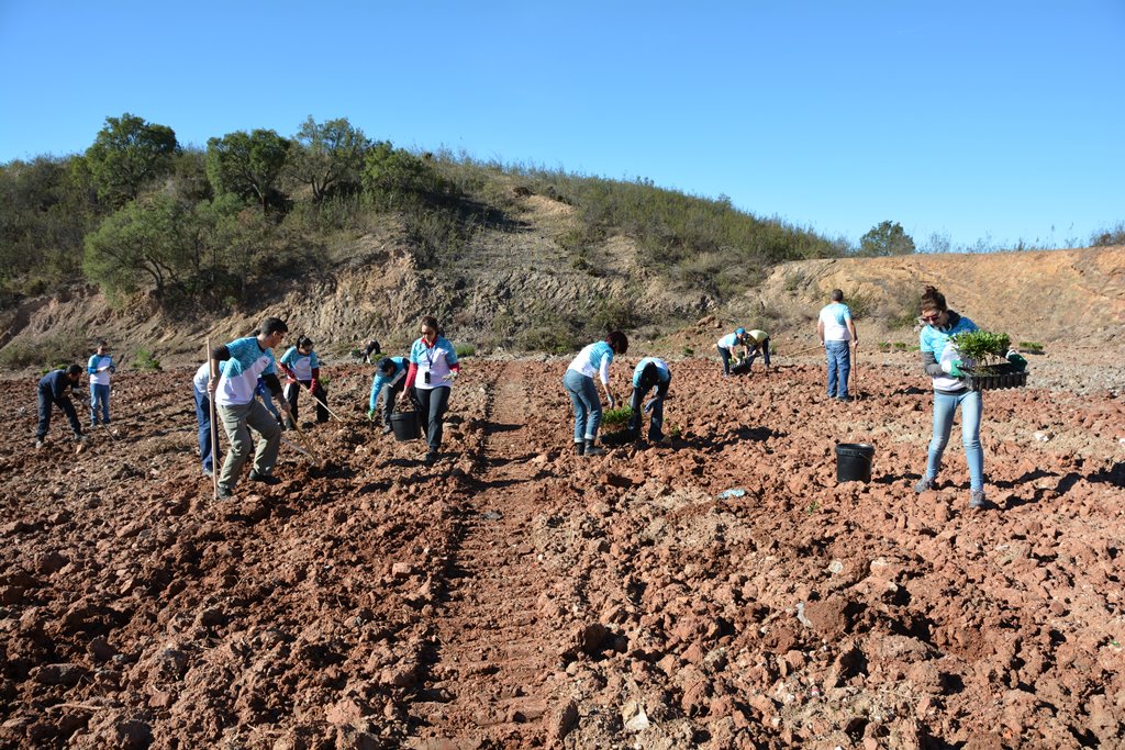 Sul Informação - 5800 árvores foram plantadas em Silves para mitigar as perdas dos incêndios