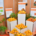 Sul Informação - Abertura da Mostra Silves Capital da Laranja marcada por protestos de agricultores