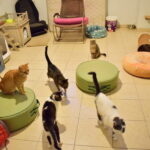 Sul Informação - Associação apela à esterilização para diminuir a taxa de abandono dos animais