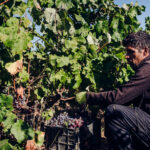 Sul Informação - Comissão Vitivinícola acompanhou vindima de Negra Mole, a casta exclusiva do Algarve