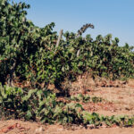 Sul Informação - Comissão Vitivinícola acompanhou vindima de Negra Mole, a casta exclusiva do Algarve