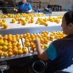 Sul Informação - Produção de citrinos no Algarve aumenta em 2022, mas seca é preocupação